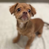Cricket the Puppy! - Photo 2