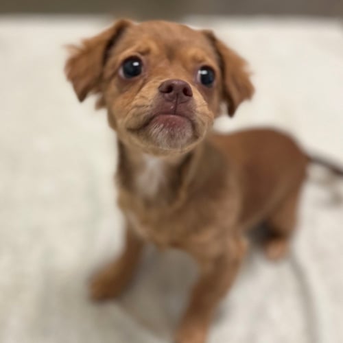 CRICKET THE PUPPY! - Terrier / Chihuahua available for adoption