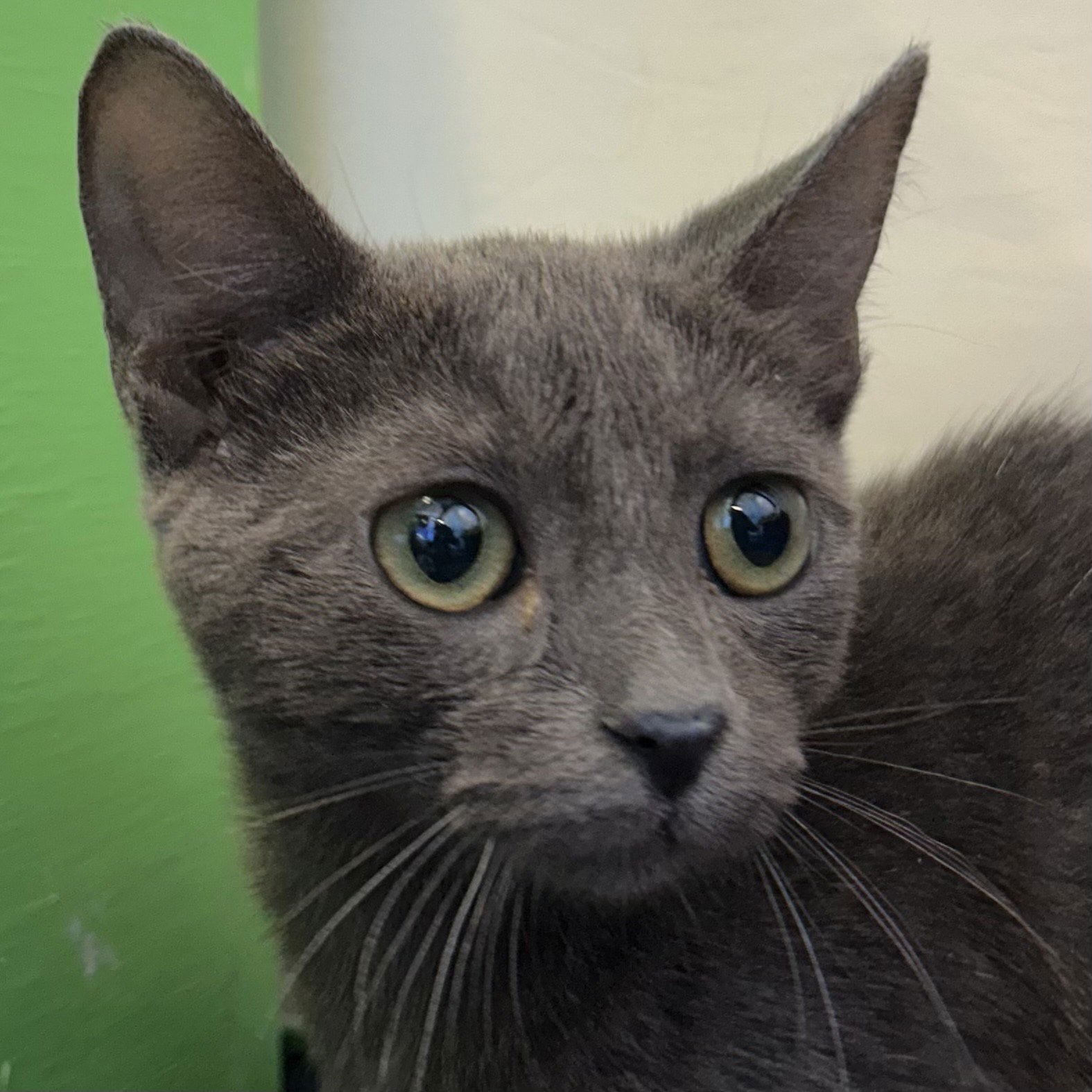 VIOLET - Domestic Short Hair available for adoption