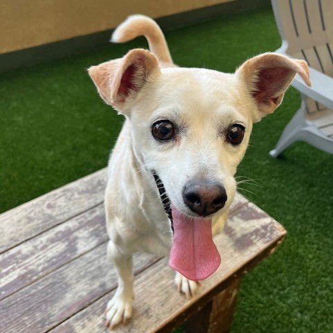 BUDDY THE SENIOR! - Jack Russell Terrier / Chihuahua available for adoption