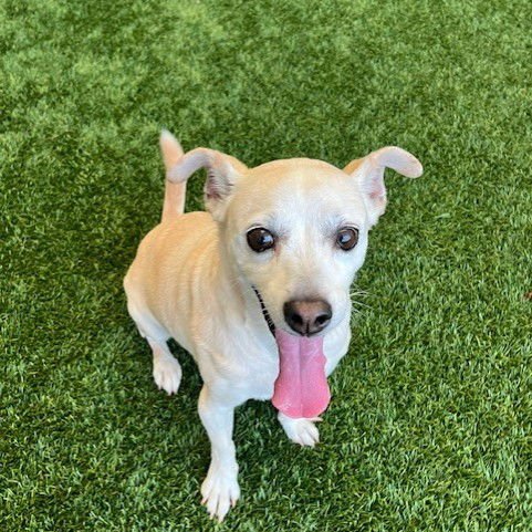 BUDDY THE SENIOR! - Jack Russell Terrier / Chihuahua available for adoption