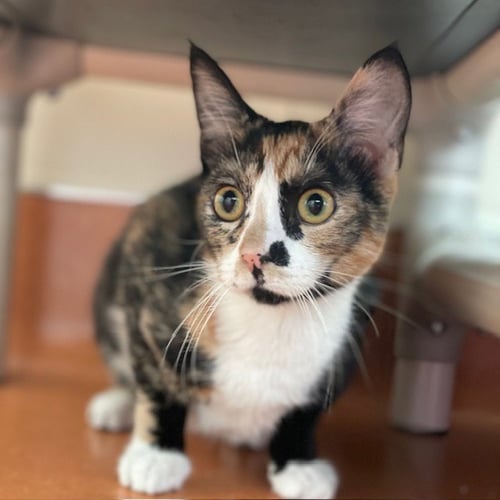 BALTEK & PANTHER - Domestic Short Hair available for adoption