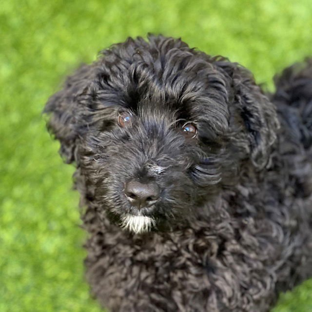 VIGGO - Poodle (Miniature) available for adoption