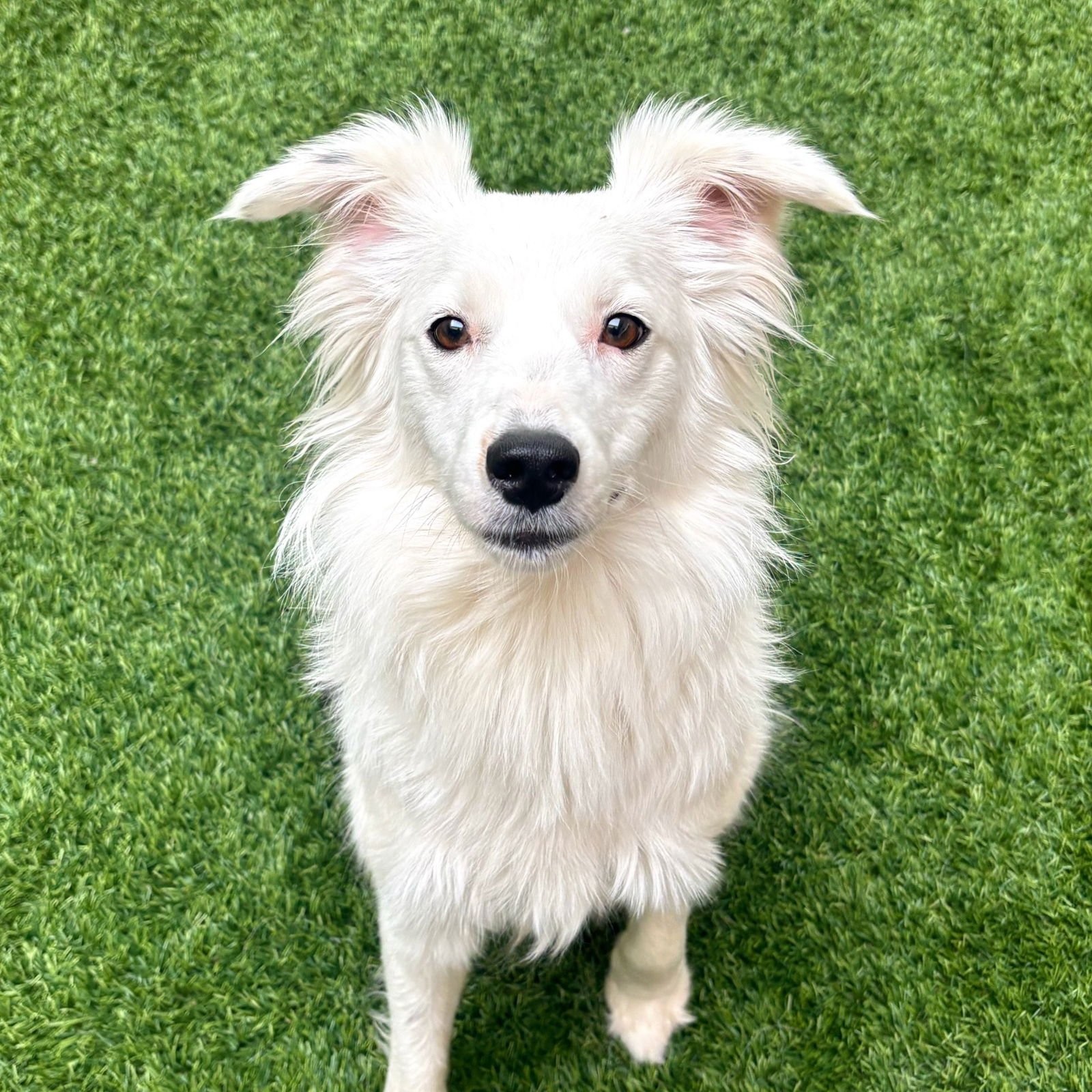 DAKODA - Border Collie available for adoption