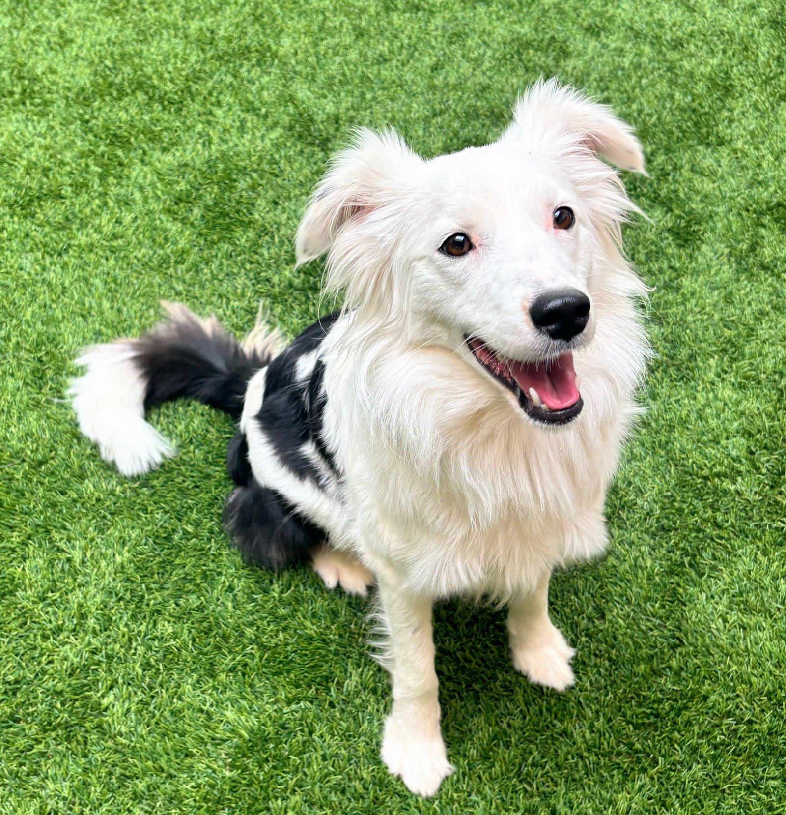 DAKODA - Border Collie available for adoption