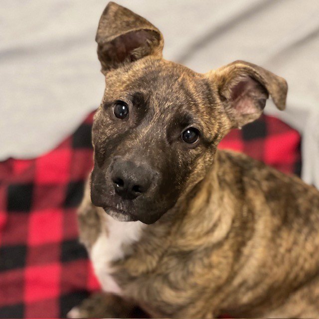 Toby the Puppy! Image