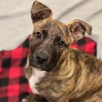 Toby the Puppy! - Photo 1