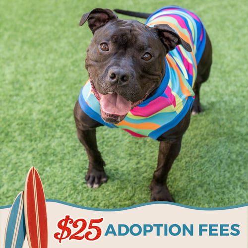 TANK TOP - Bulldog / American Staffordshire Terrier available for adoption