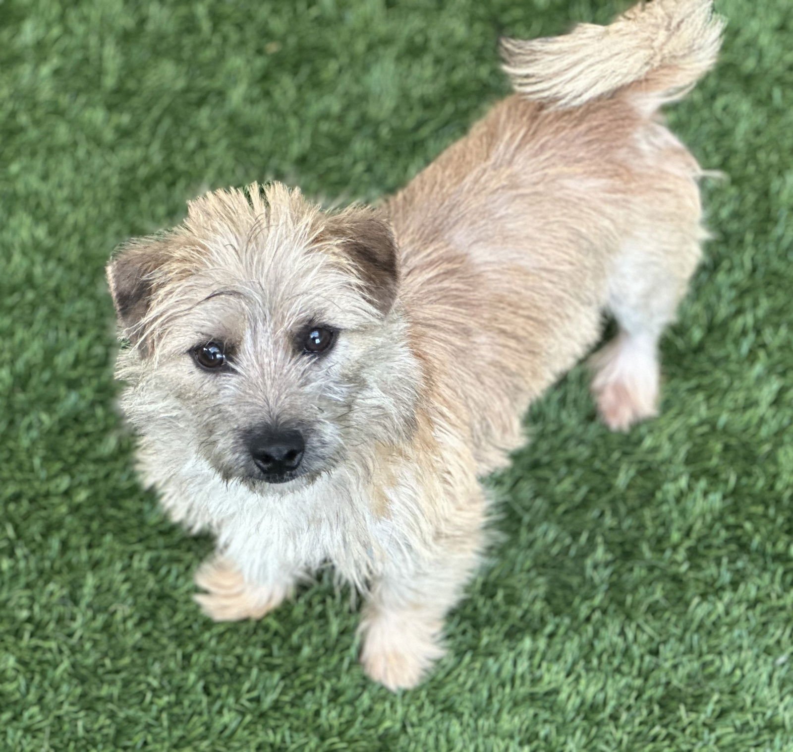 PORK CHOP - Terrier available for adoption