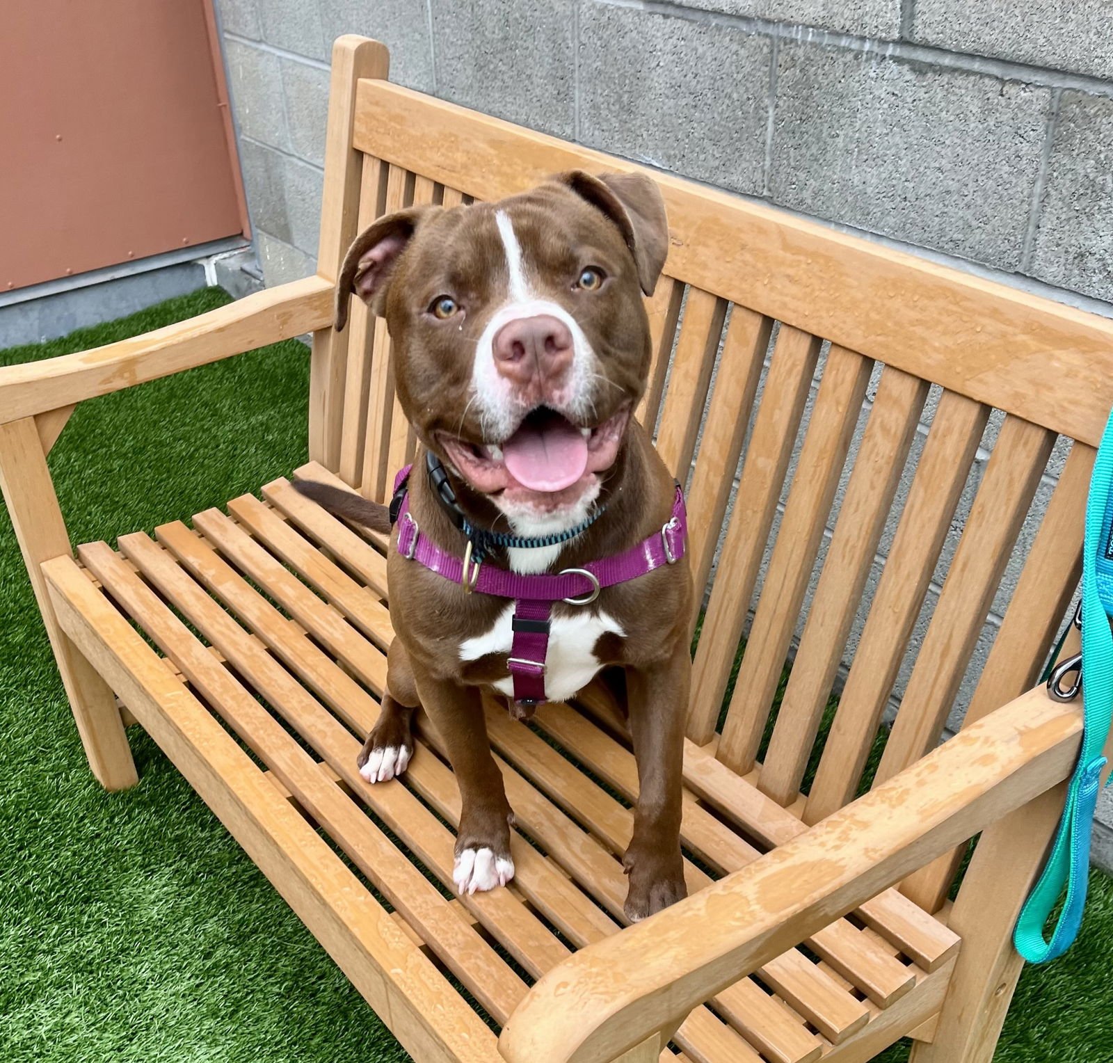 TOKO - Pit Bull Terrier available for adoption