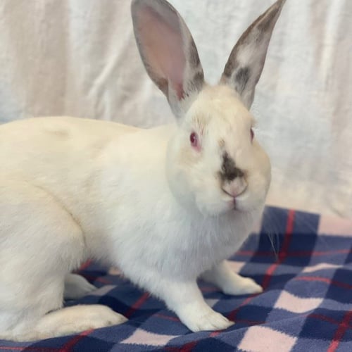 SNOW DROP - New Zealand available for adoption