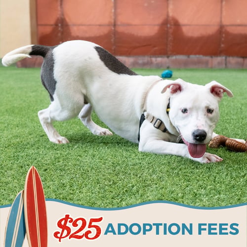 RUSSELL - Bull Terrier available for adoption