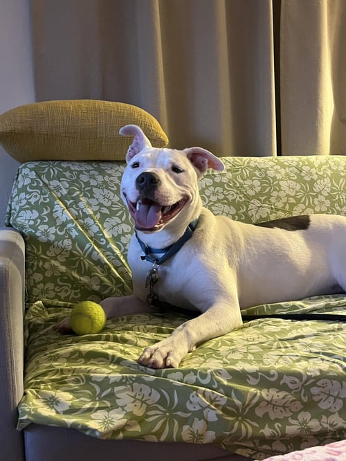 RUSSELL - Bull Terrier available for adoption