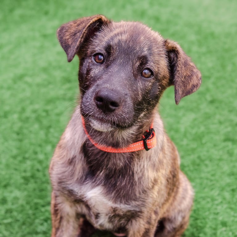 Blossom the Puppy! Image