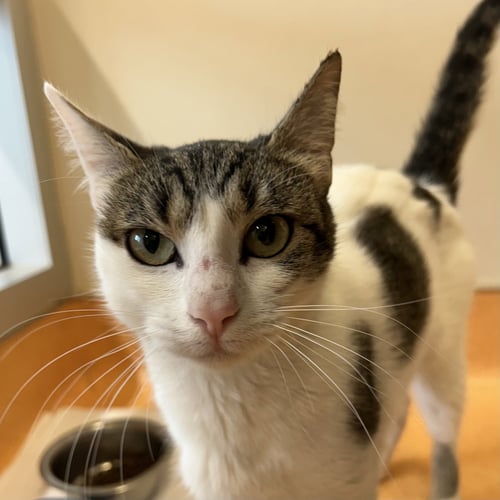 CHARLOTTE - Domestic Short Hair available for adoption