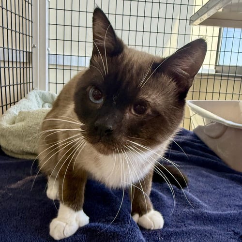 BEAR - Domestic Short Hair / Siamese available for adoption