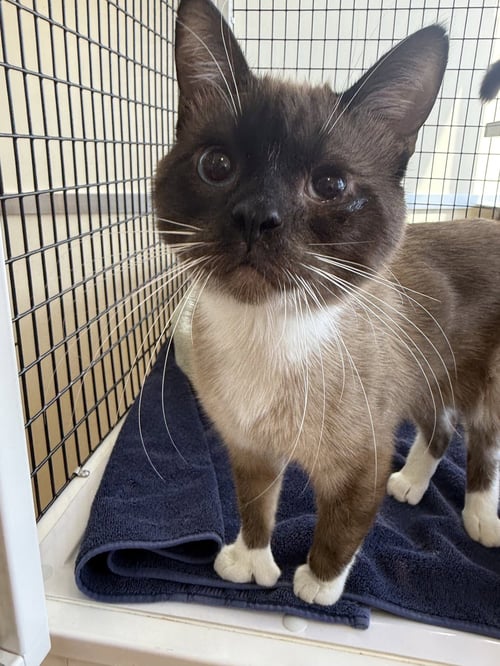 BEAR - Domestic Short Hair / Siamese available for adoption