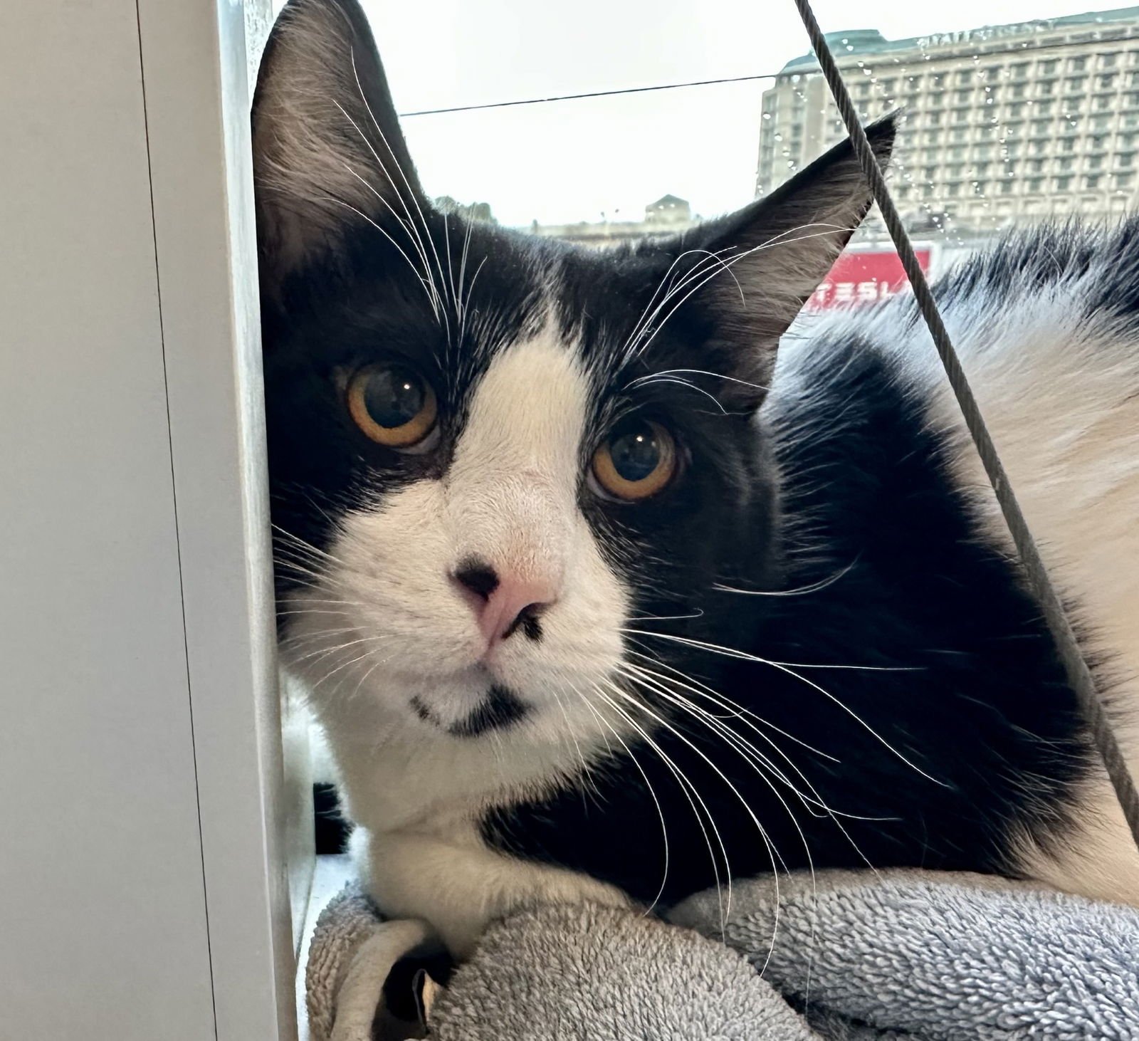 DYLAN - Domestic Short Hair available for adoption