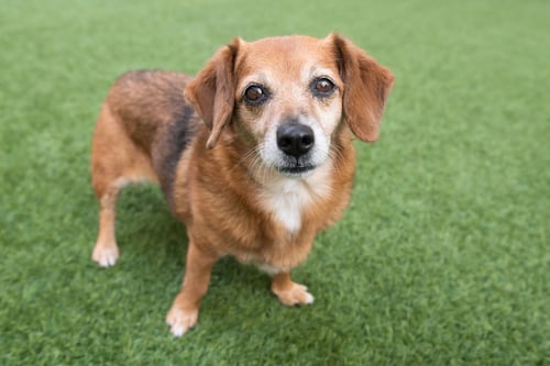 PIA THE SENIOR! - Chihuahua / Dachshund available for adoption