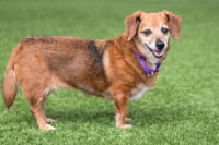 Pia the Senior! - Photo 3