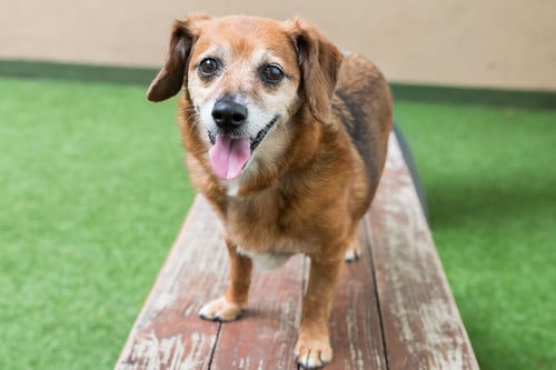 PIA THE SENIOR! - Chihuahua / Dachshund available for adoption