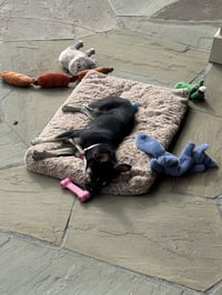 Holly - Photo 3
