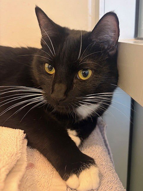 RAVEN - Domestic Short Hair available for adoption