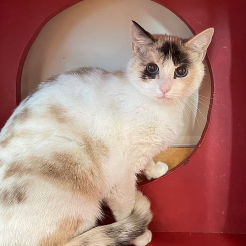 YUNA - Domestic Short Hair available for adoption