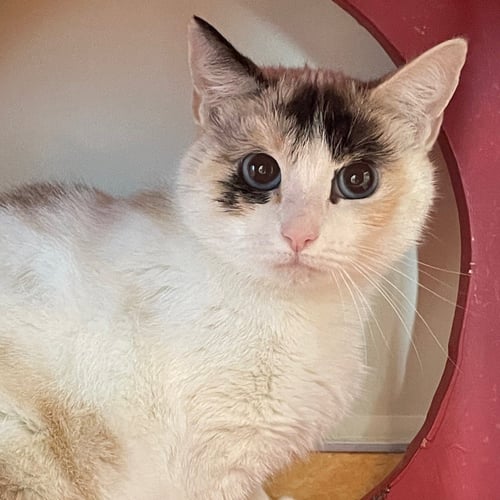 YUNA - Domestic Short Hair available for adoption