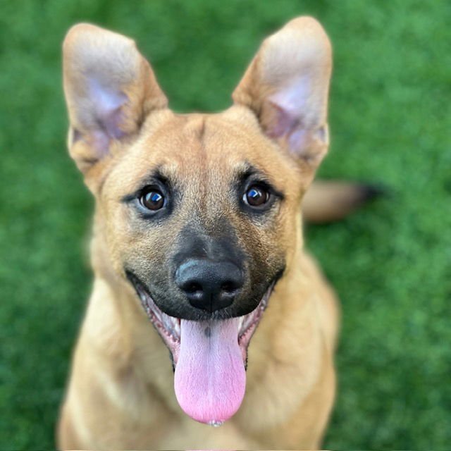 PANINI - Shepherd available for adoption