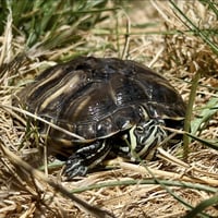Hermalinda - Photo 1