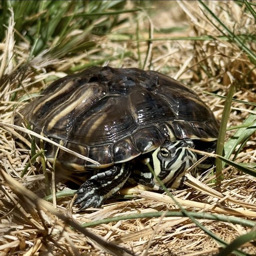 HERMALINDA - Turtle available for adoption