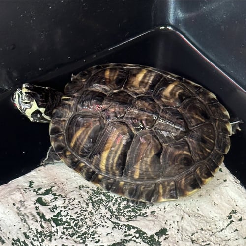 HERMALINDA - Turtle available for adoption
