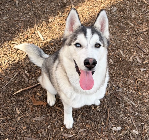 LUCIO - Alaskan Malamute available for adoption