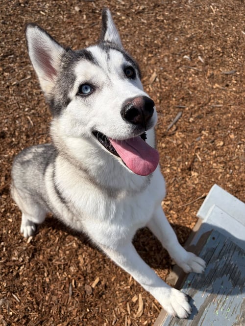 LUCIO - Alaskan Malamute available for adoption
