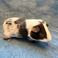 Hammie (M) - Photo 1
