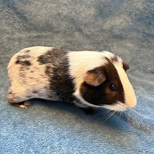 HAMMIE (M) - Guinea Pig available for adoption