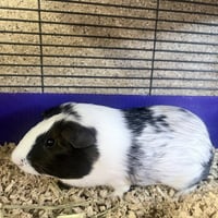 Hammie (M) - Photo 2