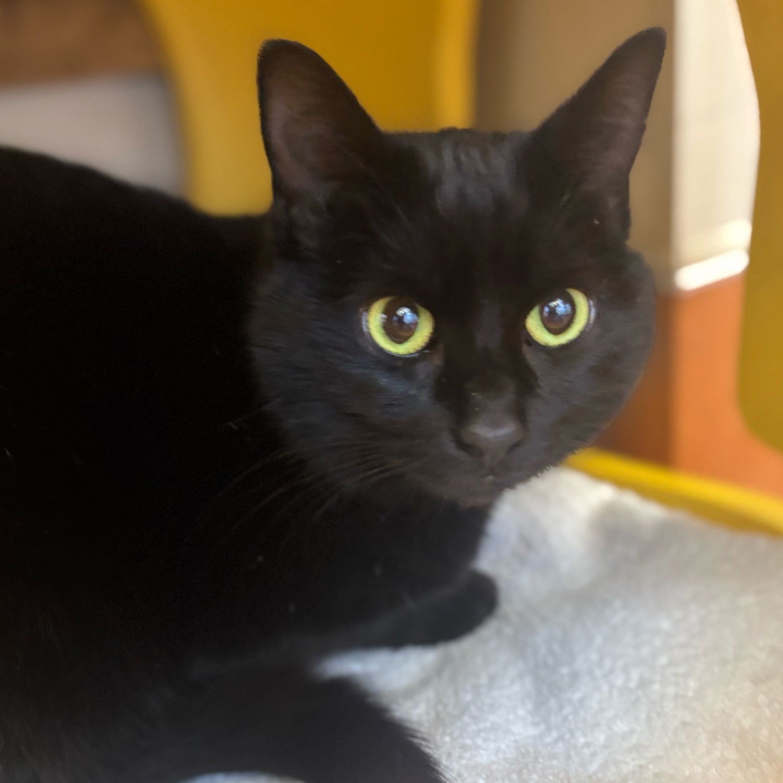 SWEET PEA - Domestic Short Hair available for adoption