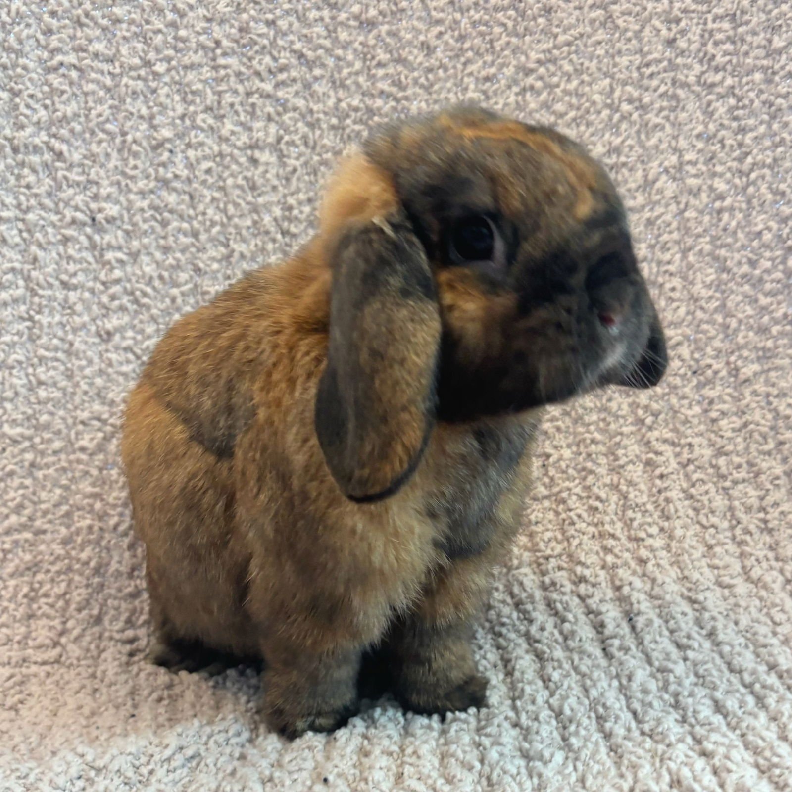 CHIP - Holland Lop available for adoption