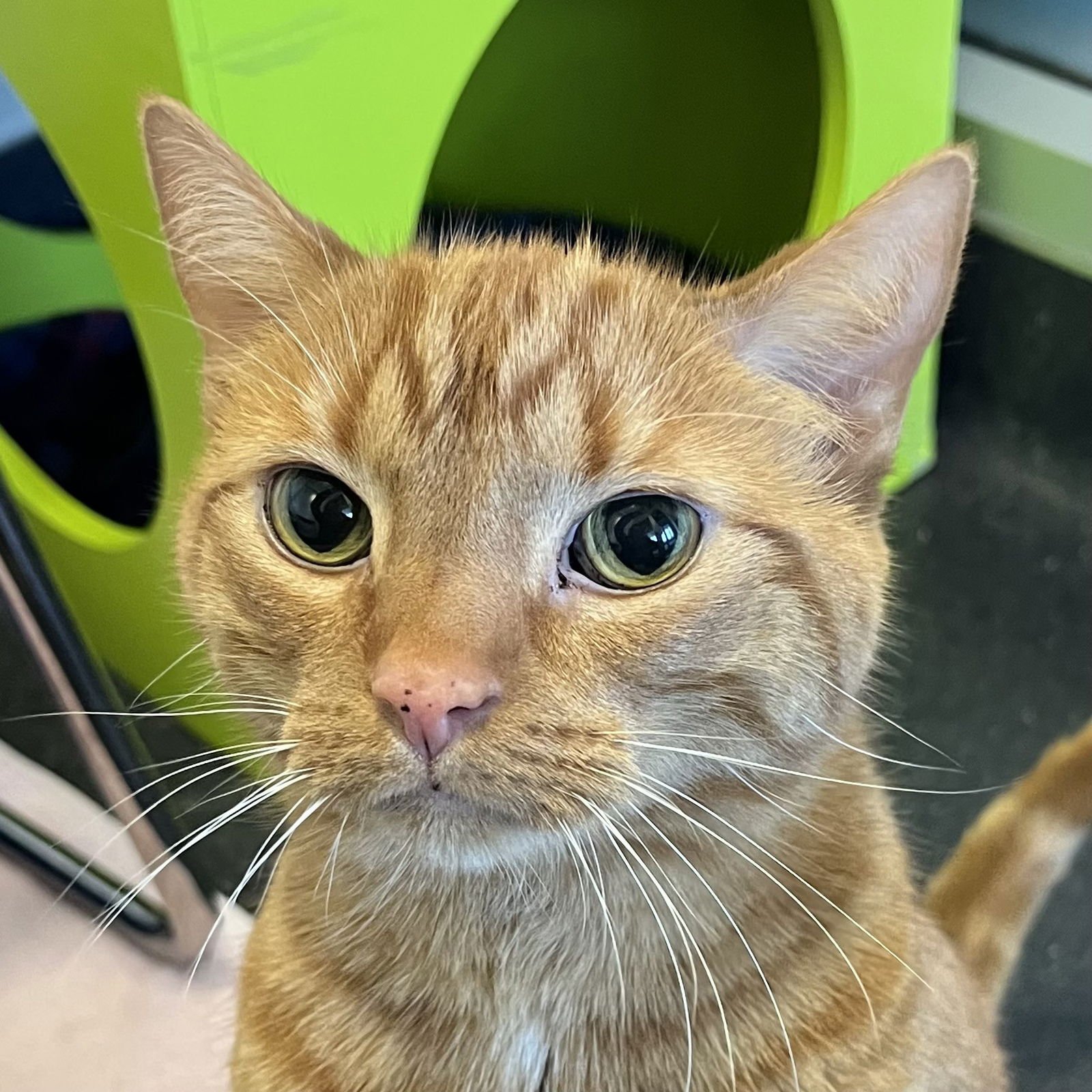 HAGOW - Domestic Short Hair available for adoption