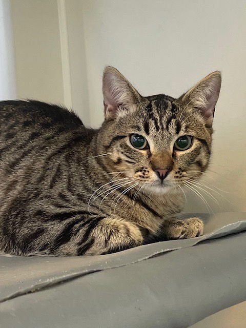 KEVIN - Domestic Short Hair available for adoption