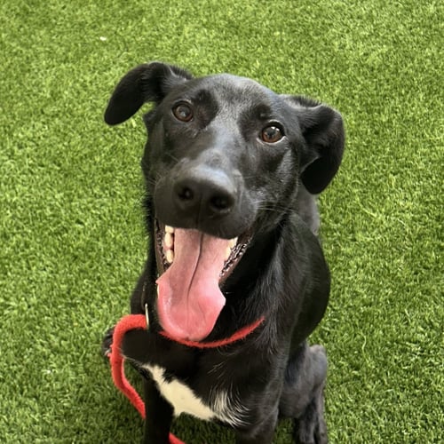ODY - German Shorthaired Pointer available for adoption