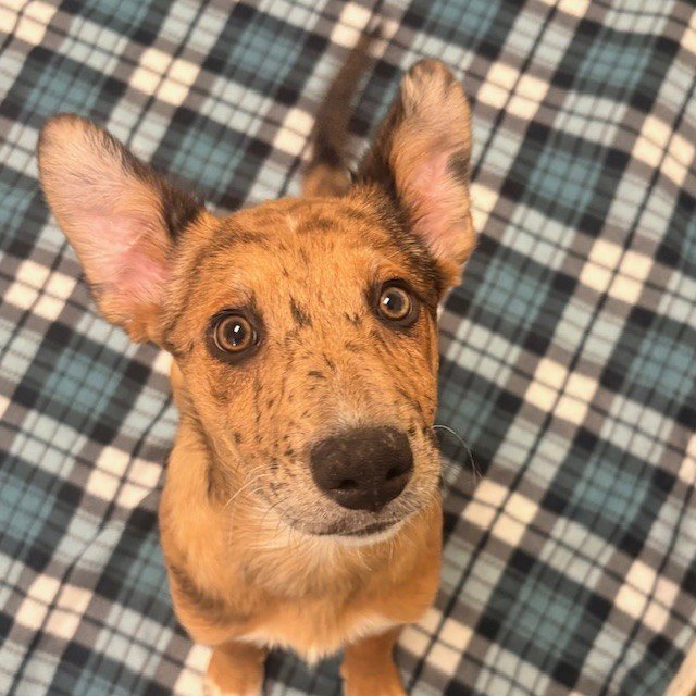 Heeler Puppies! Image