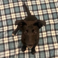 Heeler Puppies! - Photo 2