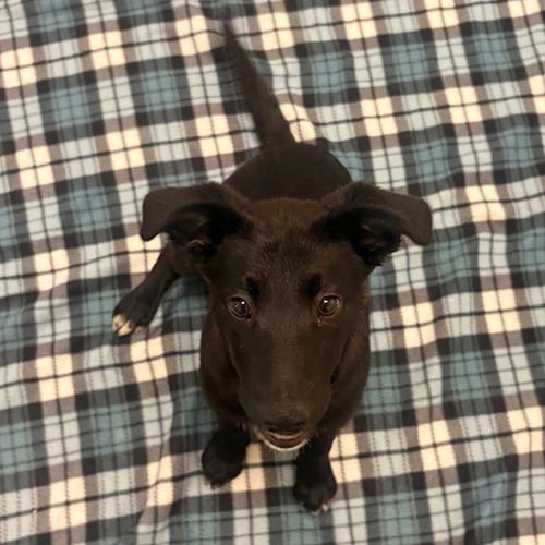 HEELER PUPPIES! - Australian Cattle Dog/Blue Heeler available for adoption