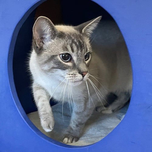 BECHAMEL - Domestic Short Hair available for adoption