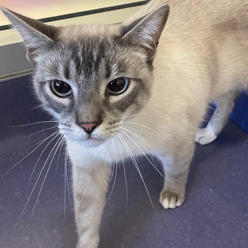 BECHAMEL - Domestic Short Hair available for adoption