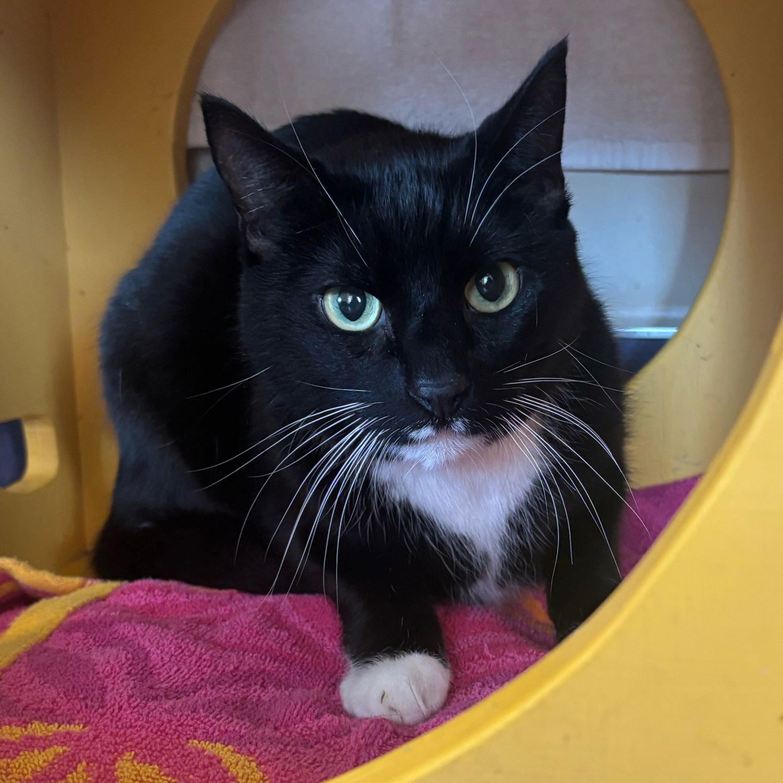 MICHAEL & GABE - Domestic Short Hair available for adoption