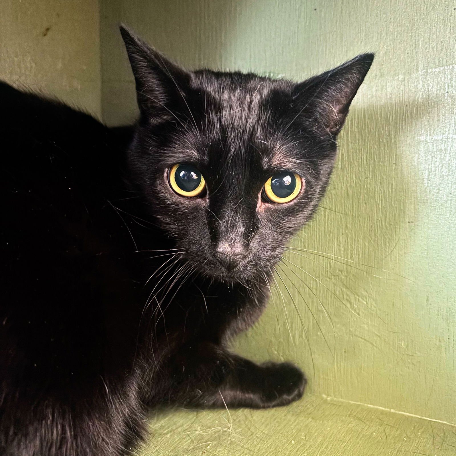 MICHAEL & GABE - Domestic Short Hair available for adoption